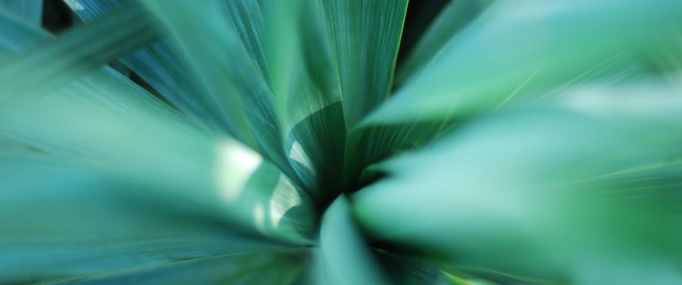 Zasada DNSH jako fundament zrównoważonego rozwoju w projektach unijnych 